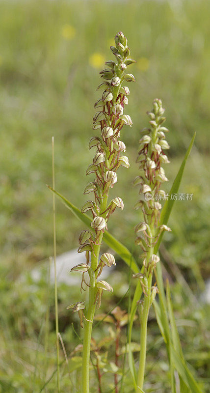 Man Ochid （Orchis anthropophorum）